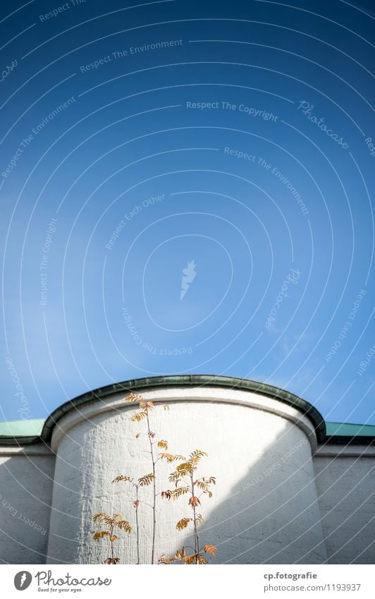 Himmelwärts Schönes Wetter Baum Haus Kirche Bauwerk Gebäude Stadt blau weiß Farbfoto Menschenleer Textfreiraum oben Textfreiraum Mitte Tag