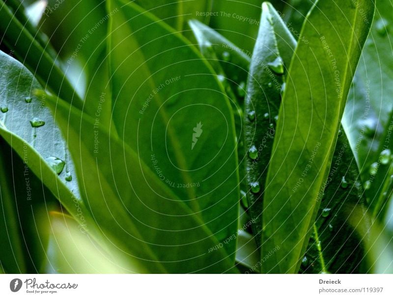 Tröpfelndes Grün Dreieck grün Gras Baum Pflanze Blume Blüte Wiese Halm Umwelt Faser feucht nass dunkelgrün Flüssigkeit Wedel Natur Schatten Rasen Wassertropfen