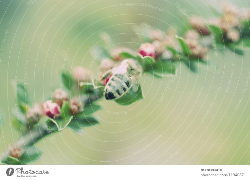 sumsum Umwelt Natur Pflanze Frühling Sträucher Blatt Blüte Grünpflanze Wildpflanze Tier Nutztier Wildtier Biene 1 Duft dünn authentisch einfach Freundlichkeit