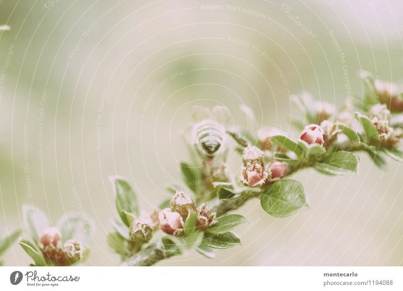 alles gute zum geburtstag blümchen36 Umwelt Natur Pflanze Sträucher Blatt Blüte Wildpflanze Tier Wildtier Biene 1 dünn authentisch Freundlichkeit frisch klein