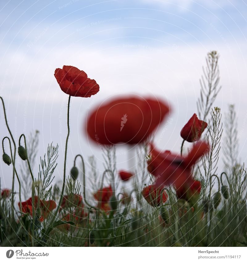 Harmohnisch Umwelt Natur Pflanze Blume frisch saftig rot Feld Landwirtschaft Mohnblüte Klatschmohn Farbfoto Gedeckte Farben Außenaufnahme Textfreiraum oben