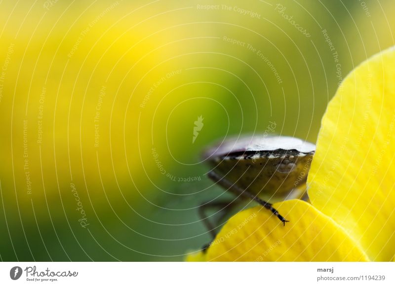 Das geht mir alles irgendwie am A... vorbei Natur Tier Wildtier Schildkäfer Wanze Stinkkäfer Insekt 1 natürlich mehrfarbig gelb Hinterteil Allerwerteste