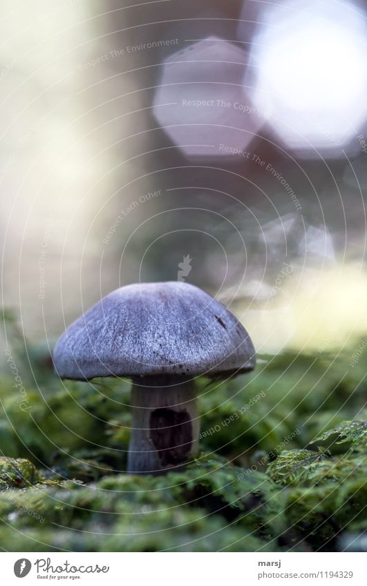 Huch, noch so ein Frühreifer Natur Sommer Herbst Pflanze Wildpflanze Pilzhut moosbewachsen Moosteppich stehen Wachstum dunkel authentisch einfach kalt natürlich