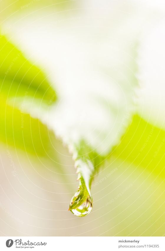 Reine Natur schön Körperpflege Gesundheit Alternativmedizin Wellness Leben Sinnesorgane ruhig Umwelt Pflanze Urelemente Wasser Wassertropfen Regen Blatt