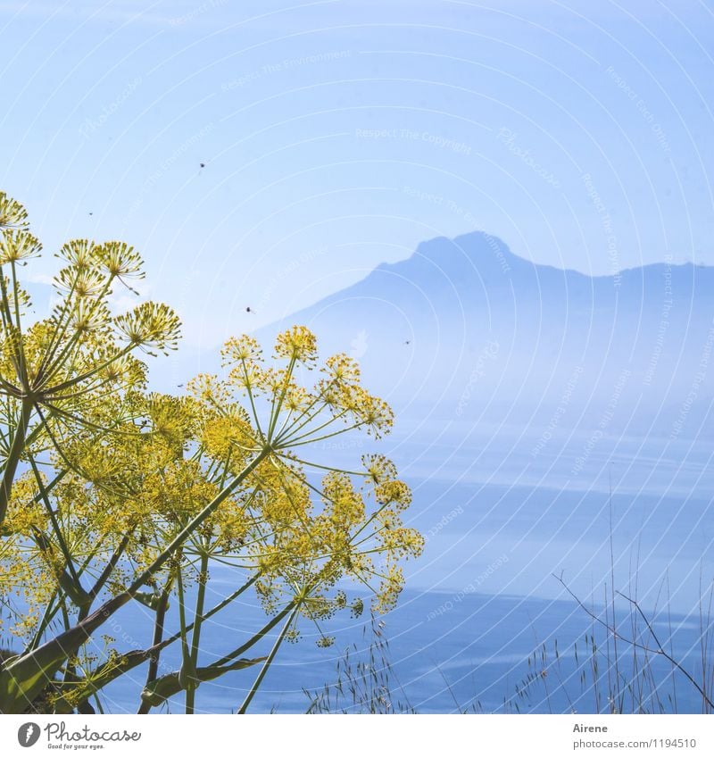 umschwärmt Landschaft Wasser Himmel Wolkenloser Himmel Gras Blüte Wildpflanze wilder fenchel Fenchel Berge u. Gebirge Gipfel Meer Mittelmeer Tier Fliege Biene