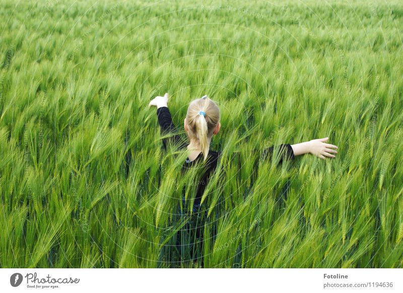 Im Kornfeld Mensch feminin Kind Mädchen Kindheit Körper Kopf Haare & Frisuren Arme Hand Finger 1 Umwelt Natur Landschaft Pflanze Schönes Wetter Nutzpflanze Feld