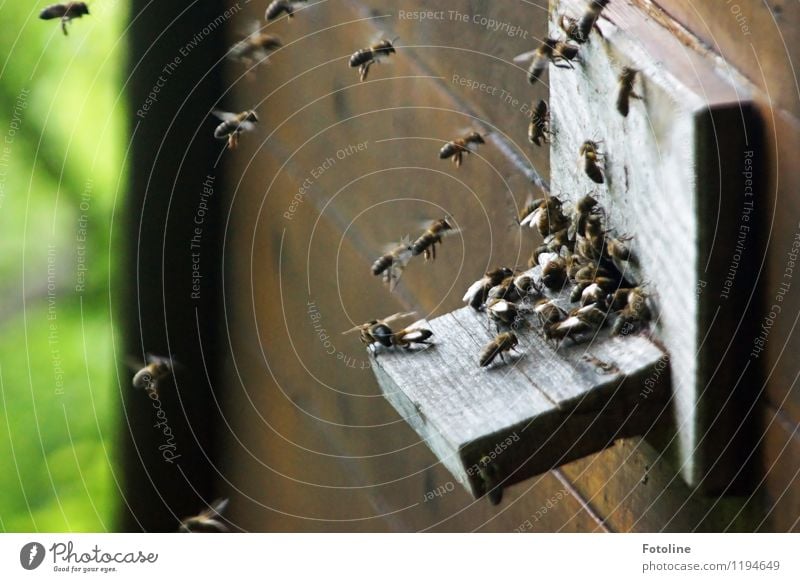 Ssssssssssummmmmmm! Umwelt Natur Tier Schönes Wetter Nutztier Biene Schwarm frei klein nah natürlich Bienenstock Fliege Insekt fleißig Farbfoto Gedeckte Farben