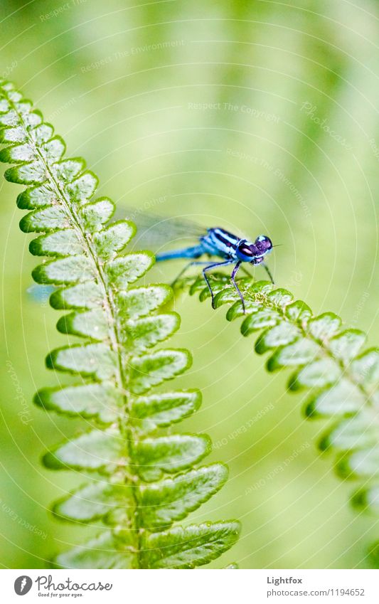 Ums Eck Tiergesicht Flügel Libelle 1 blau grün Libellenflügel Farn Insekt Landraubtier Farbfoto Außenaufnahme Textfreiraum oben Blick in die Kamera