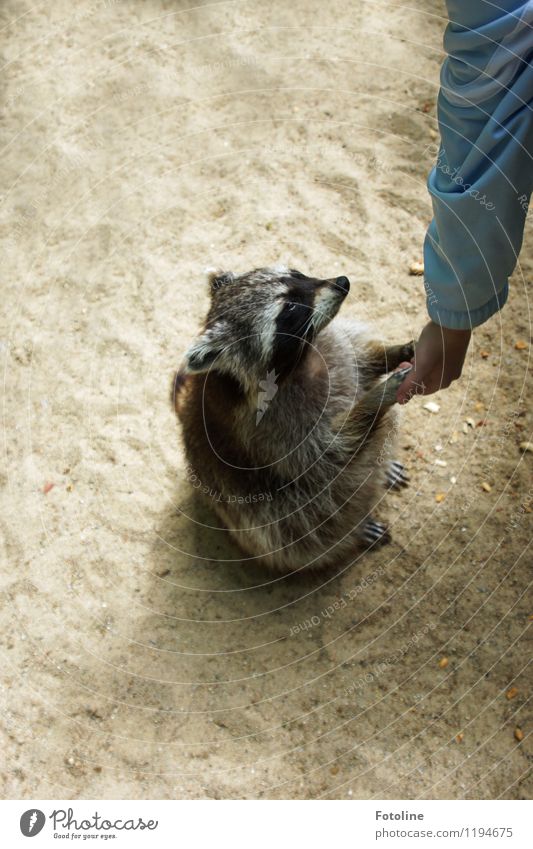 Tach! Umwelt Natur Tier Urelemente Erde Sand Wildtier 1 natürlich weich Waschbär Kontakt berühren Farbfoto mehrfarbig Außenaufnahme Tag Licht Sonnenlicht