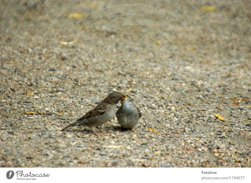 Guten Hunger! Umwelt Natur Tier Urelemente Erde Sand Vogel 2 Tierjunges klein nah natürlich Spatz füttern Küken Farbfoto mehrfarbig Außenaufnahme Nahaufnahme