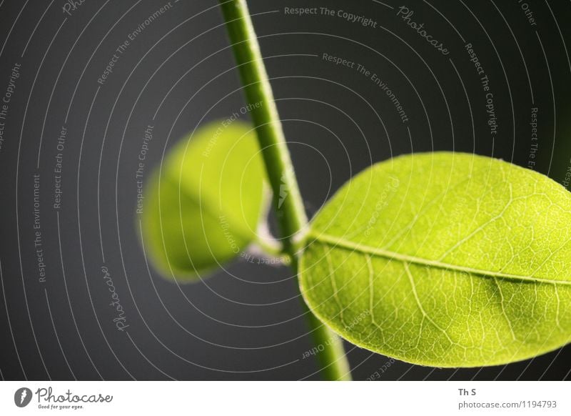 Blatt Natur Pflanze Frühling Sommer Blühend ästhetisch authentisch einfach elegant natürlich grün Frühlingsgefühle Gelassenheit geduldig ruhig einzigartig