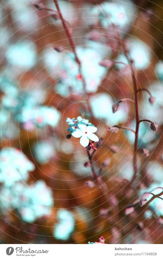 verträumt Natur Pflanze Frühling Sommer Schönes Wetter Blume Blatt Blüte Vergißmeinnicht Stengel Blütenknospen Garten Park Wiese Blühend Duft verblüht Wachstum