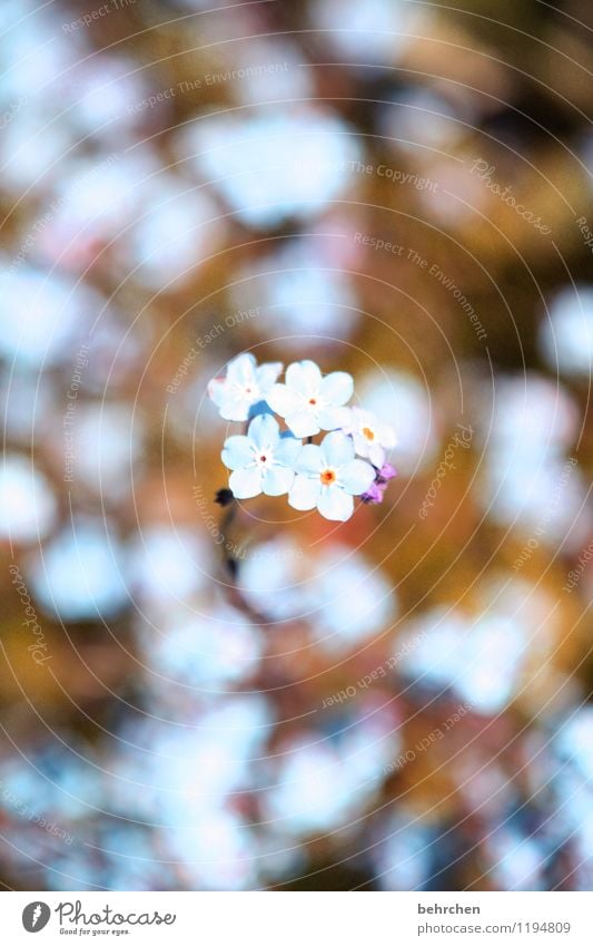 gegen das vergessen Natur Pflanze Frühling Sommer Herbst Schönes Wetter Blume Gras Blatt Blüte Vergißmeinnicht Garten Park Wiese Feld Blühend Wachstum