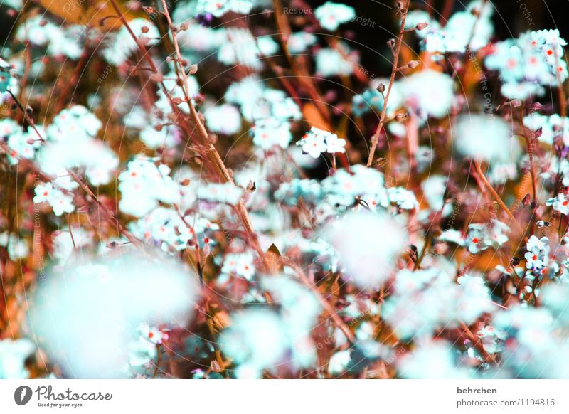 vergissmeinnichtwölkchen Natur Pflanze Frühling Sommer Herbst Schönes Wetter Blume Blatt Blüte Wildpflanze Vergißmeinnicht Garten Park Wiese Blühend Duft