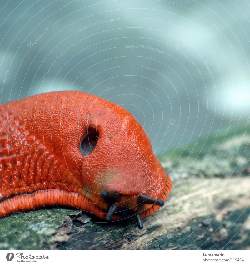 Temposünder Nacktschnecken Landlungenschnecke Wegschnecke Fühler schleimig Schleim Sekret krabbeln Ausdauer geduldig langsam Zeitlupe Verspätung ruhig