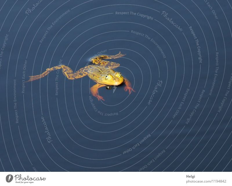 Wellness... Umwelt Natur Tier Wasser Frühling Schönes Wetter Moor Sumpf Wildtier Frosch Wasserfrosch 1 Blick Schwimmen & Baden ästhetisch einzigartig klein nass