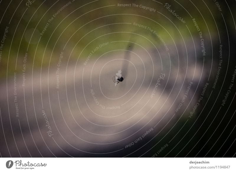 Kleine Spinne hängt in der Luft. exotisch ruhig Natur Sommer Schönes Wetter Wald Franken Deutschland Menschenleer Fußweg Tier 1 beobachten entdecken genießen