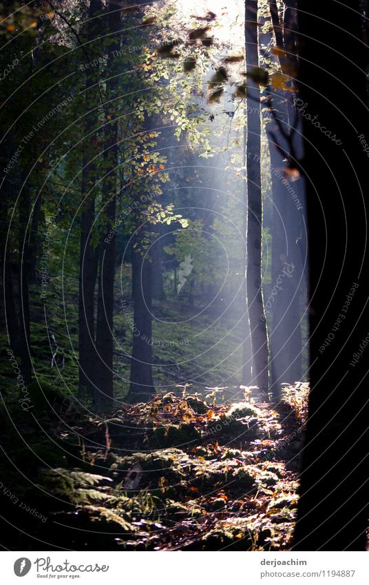 Waldspaziergang von seiner schönsten Seite. Die Sonne scheint in Strahlen auf den Waldboden Freude Gesundheit Erholung Ausflug Natur Sommer Schönes Wetter Baum