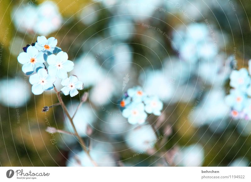 just like heaven... Natur Pflanze Frühling Sommer Schönes Wetter Blume Gras Blatt Blüte Wildpflanze Vergißmeinnicht Garten Park Wiese Blühend verblüht Wachstum