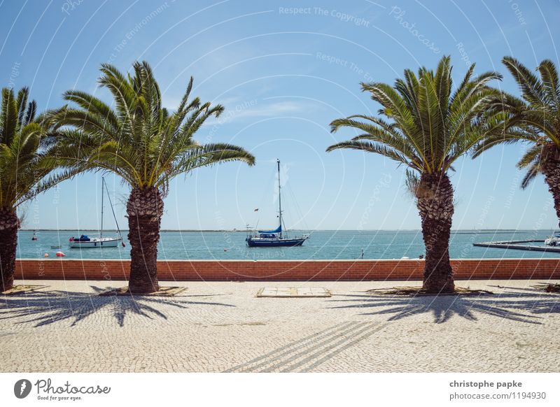 zwischen Palmen Ferien & Urlaub & Reisen Tourismus Sommer Sommerurlaub Sonne Meer Himmel Wolkenloser Himmel Pflanze Baum Küste Schifffahrt Sportboot Jacht