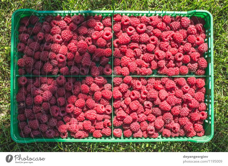 Himbeeren in einer grünen Kiste Frucht Dessert Diät Sommer Garten Blatt frisch hell lecker natürlich rot schwarz Lebensmittel Kasten organisch hölzern reif