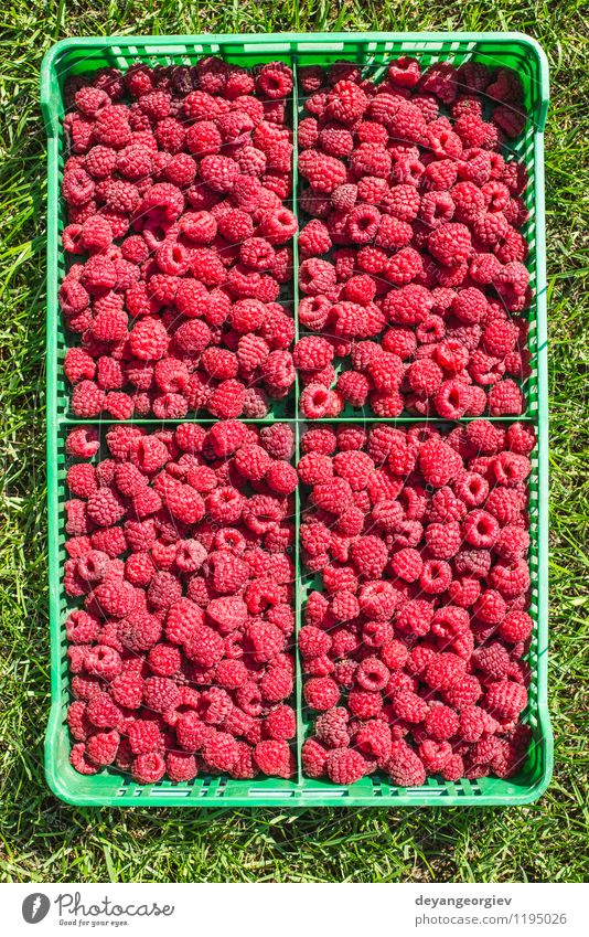 Himbeeren in einer grünen Kiste Frucht Dessert Diät Sommer Garten Blatt frisch hell lecker natürlich rot schwarz Lebensmittel Kasten organisch hölzern reif