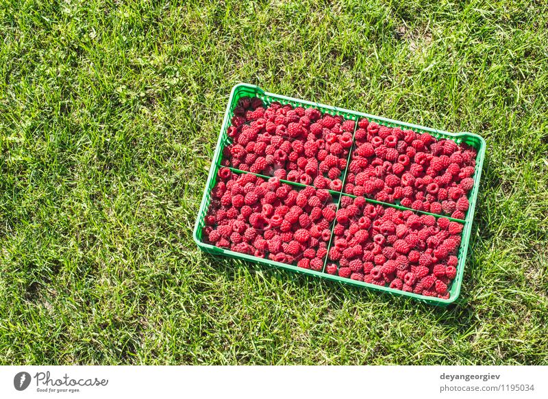 Himbeeren in einer grünen Kiste Frucht Dessert Diät Sommer Garten Blatt frisch hell lecker natürlich rot schwarz Lebensmittel Kasten organisch hölzern reif