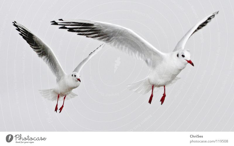 in Reihe ohne Glied : Silberkopfmöwen ( Larus novaehollandia ) Möwe Vogel Tier weiß grau schwarz Wolken Federvieh See Meer Schnabel gleiten aufgereiht Cuxhaven