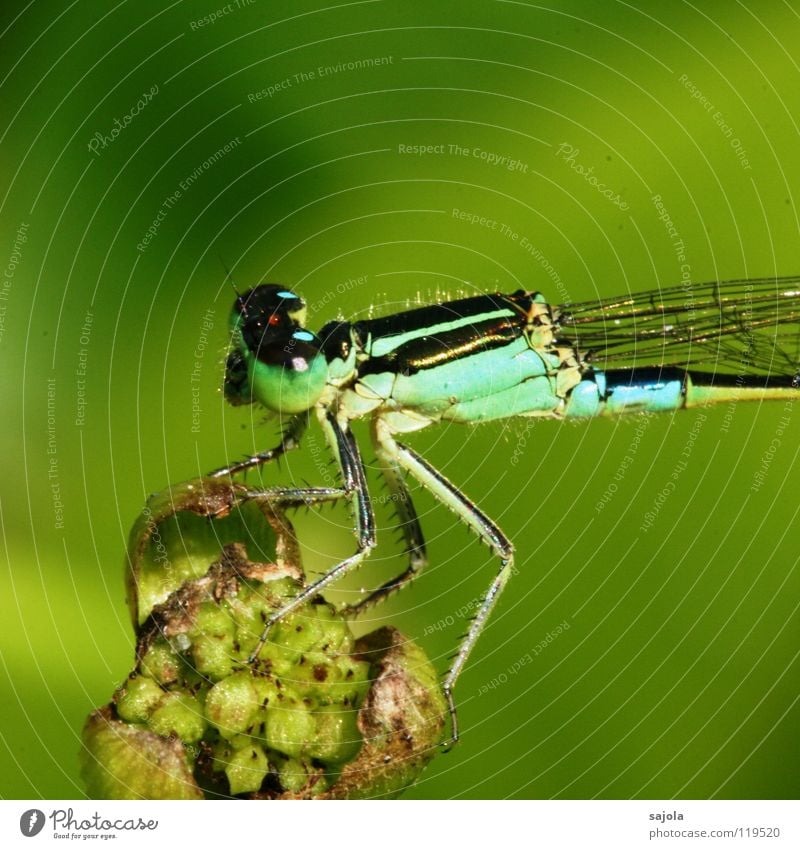 kleinlibelle III Tier Blüte Grünpflanze Tiergesicht Flügel 1 beobachten festhalten Blick warten dünn blau grün Klein Libelle türkis hell-blau Facettenauge Auge