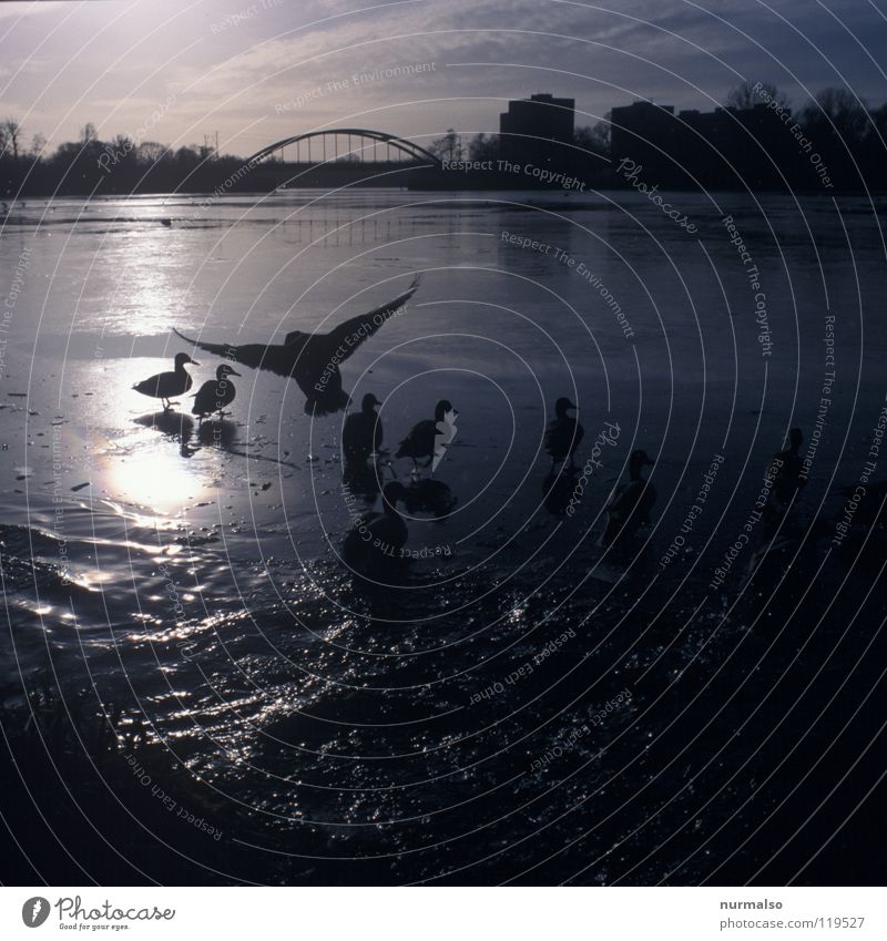 Geieralarm Alarm Winter füttern Reflexion & Spiegelung Gegenlicht Hochhaus Greifvogel Stimmung analog Fluss Bach Vogel Ente Wasser Bucht Eis sitzen Feder