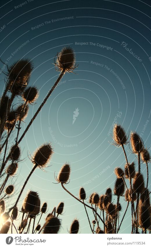 DISTELN Winter ruhig Stimmung Sehnsucht Tiefenschärfe Pflanze trocken Blume Distel Wachstum Silhouette Sträucher überwintern stechen gefährlich Himmel Leben