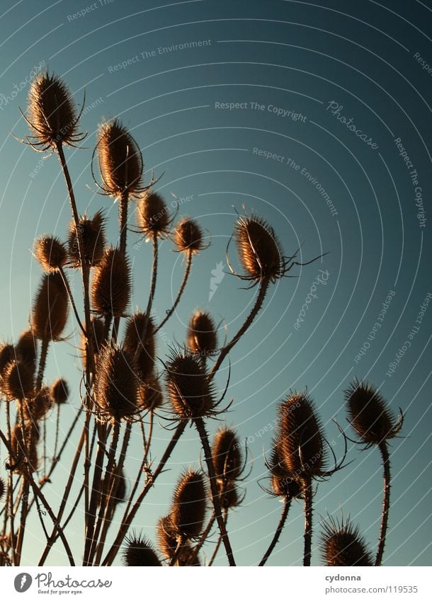 DISTELN I Winter ruhig Stimmung Sehnsucht Tiefenschärfe Pflanze trocken Blume Distel Wachstum Silhouette Sträucher überwintern stechen gefährlich Himmel Leben