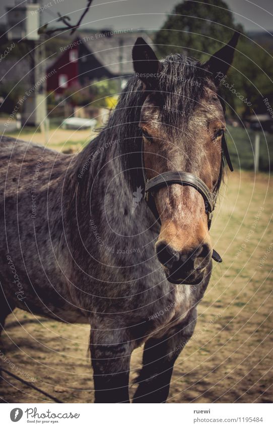 nie wieder | ohne Sattel (2) Freizeit & Hobby Reiten Sommer Sport Bauernhof Dorf Menschenleer Tier Pferd 1 Sand Blick ästhetisch dünn braun gelb Abenteuer