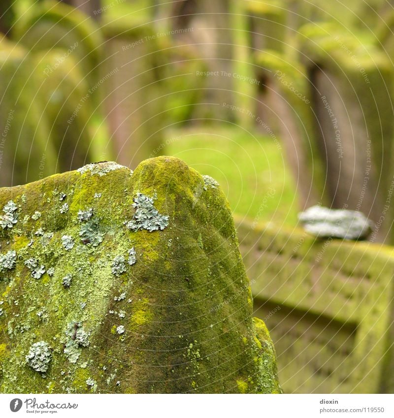 Heiliger Sand 1 Gras Moos Stein Zeichen alt grün Güte trösten Traurigkeit Sorge Trauer Tod Verzweiflung Religion & Glaube Vergänglichkeit Friedhof Worms