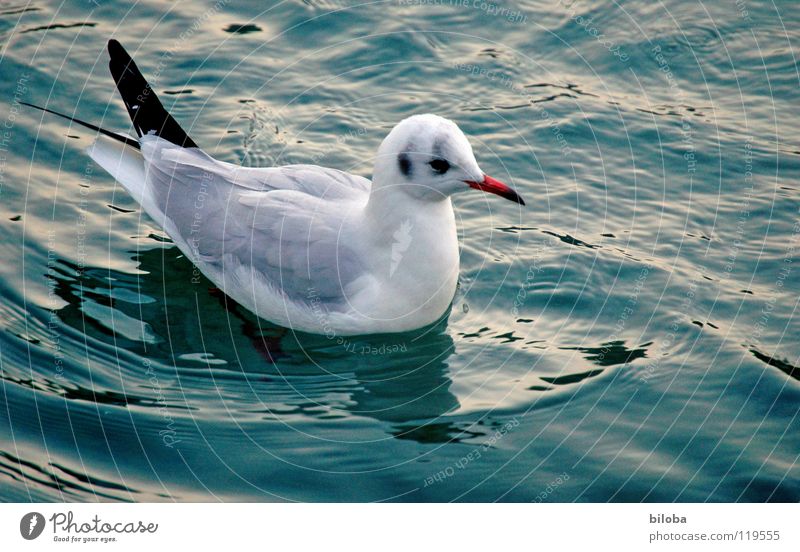 Seevogel Möwe weiß schwarz Meeresvogel Vogel Tier Federvieh Unendlichkeit schön stahlblau tief Außenaufnahme Möve Möven elegant fliegen frei Freiheit hoch Stolz