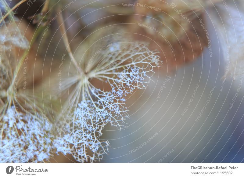 Schneestaub Umwelt Natur Pflanze blau braun mehrfarbig gelb grau schwarz weiß Tod Detailaufnahme Strukturen & Formen Muster Farbfoto Außenaufnahme Makroaufnahme