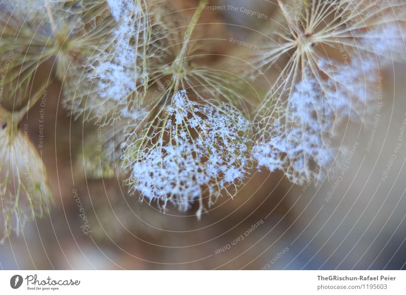 Hortensium totum:-) Umwelt Natur Pflanze Blatt Blüte Topfpflanze blau braun gelb grau schwarz weiß Hortensie Hortensienblüte Hortensienblätter Schneefall