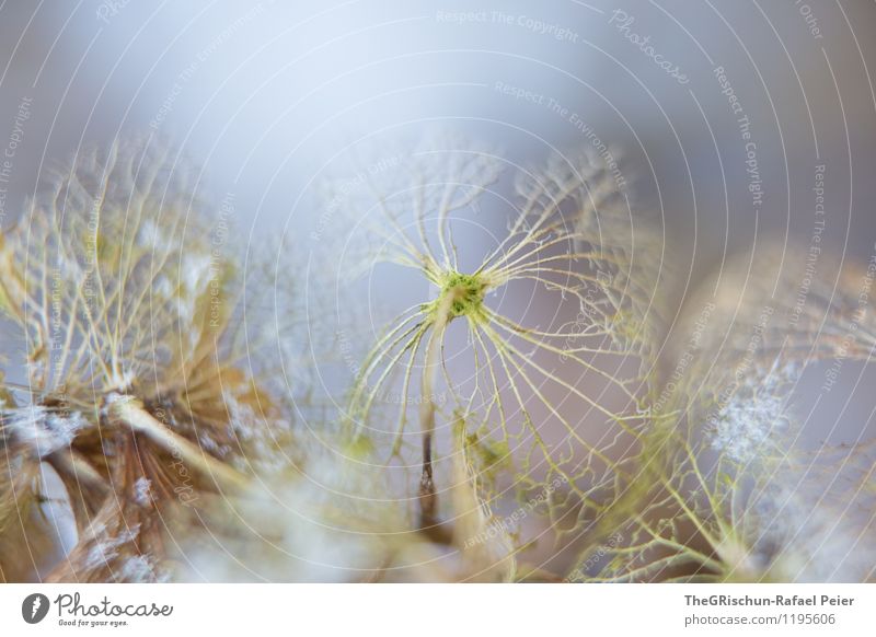 blattstruktur Umwelt Natur Pflanze blau braun gelb grau grün weiß Hortensie Hortensienblüte Hortensienblätter Schwache Tiefenschärfe grünlich