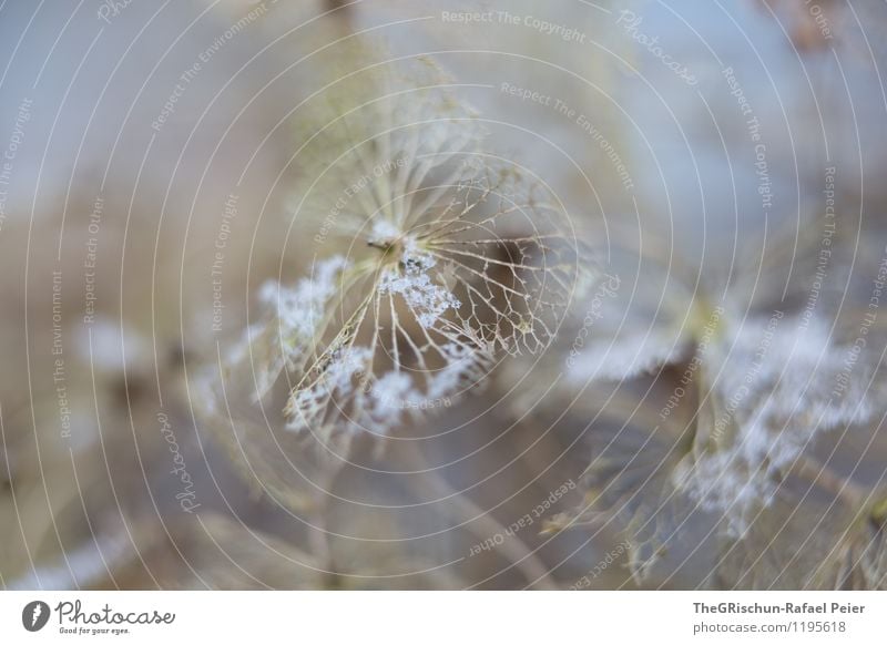 Blatt Umwelt Natur Pflanze Blume blau braun grau schwarz weiß zerfressen bleich Strukturen & Formen Detailaufnahme Schneefall Blattadern verblüht