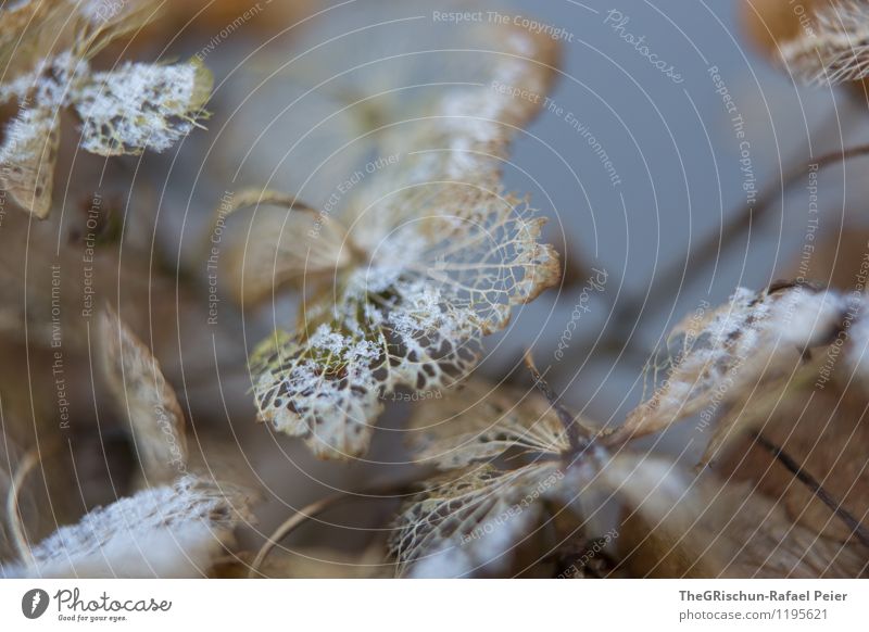 Hortensie III Umwelt Natur Pflanze Schnee Blume Sträucher blau braun grau grün schwarz silber weiß Hortensienblüte Hortensienblätter Blattadern zerfressen