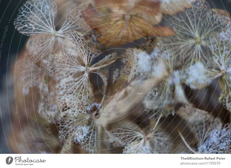 Hortensien II Natur Pflanze Blume Sträucher braun gelb grau schwarz weiß Hortensienblüte Hortensienblätter Blatt Blüte zerfressen Stengel verblüht Blattadern