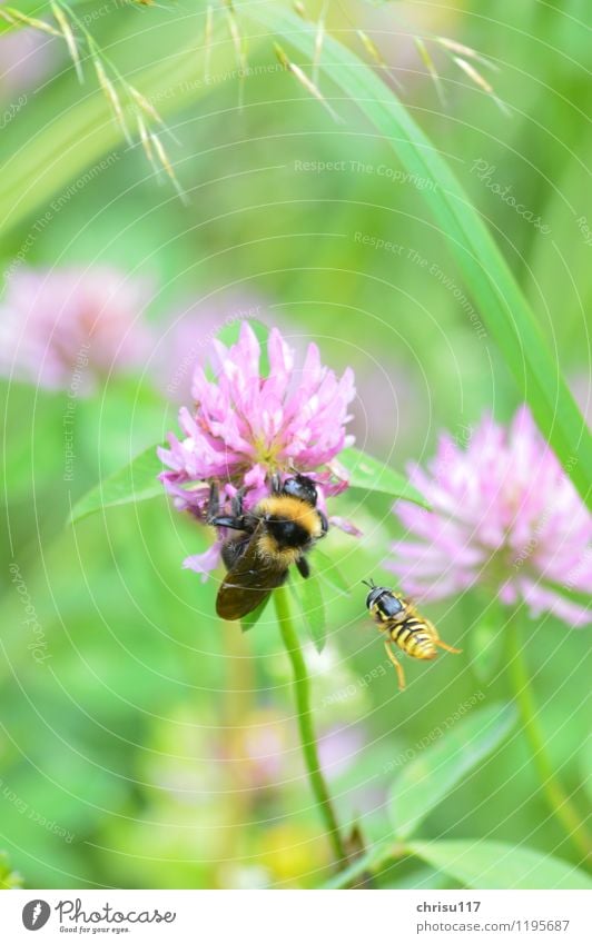 Hummelatacke ... Natur Wiese Tier Wildtier 2 kämpfen Aggression Schwebfliege Farbfoto Außenaufnahme Nahaufnahme Makroaufnahme Tag Sonnenlicht Tierporträt