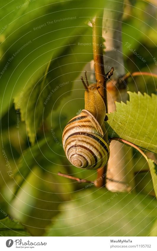 Garten Schnecke Tier Nutztier 1 berühren Bewegung Abenteuer Farbfoto Außenaufnahme Nahaufnahme Detailaufnahme Makroaufnahme Menschenleer Morgen Licht Schatten