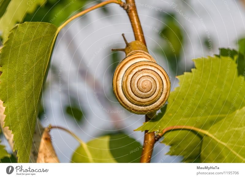 Garten Schnecke Natur Pflanze Tier Himmel Sonnenaufgang Sonnenuntergang Sonnenlicht Frühling Sommer Klima Schönes Wetter Baum Park Feld Wald Nutztier 1 berühren