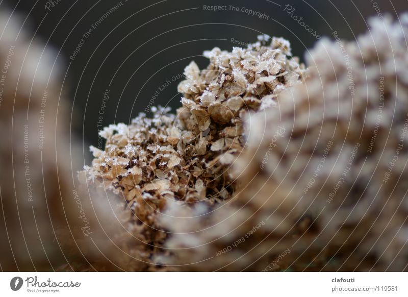 Winterblumen Eis Schnee grau Hortensie braun Eiskristall Blume Blüte Gartenhortensie welk