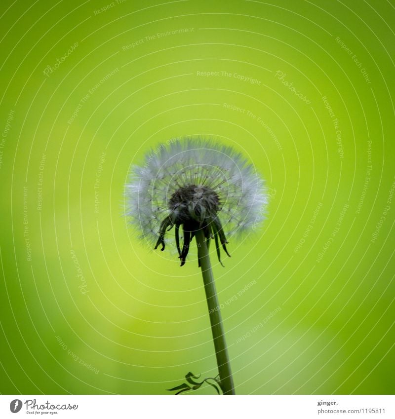 UT Köln | Stammheim | Puste.Blume. Natur Pflanze Gras Wildpflanze Wachstum verrückt grau grün Löwenzahn Samen diffus einzeln verblüht schön weich Blatt Stengel