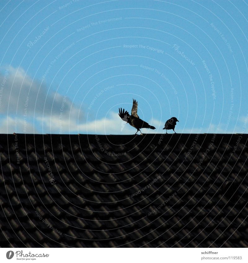 Rabenscheidung II Rabenvögel Krähe Vogel schweigen Konflikt & Streit Trennung Ehe Scheidung Zusammensein Dach Wolken sich anschweigen sich trennen