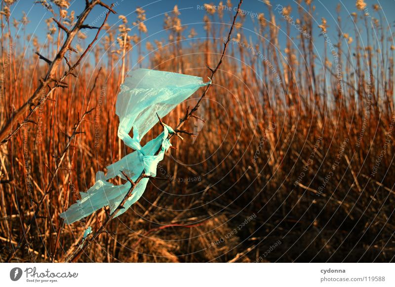 GEFUNDEN Winter ruhig rot Stimmung Sehnsucht Unschärfe Tiefenschärfe Pflanze trocken Blume Wachstum Sträucher überwintern Beutel Kunststoff Müll Rest Umwelt