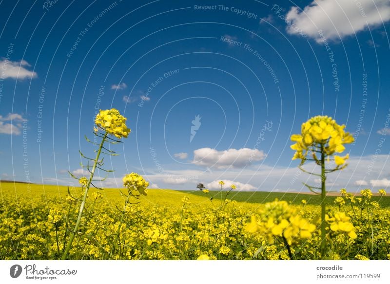 raps # 14 Raps Feld Frühling ökologisch Diesel Kohlendioxid Klimawandel gelb Streifen Stengel Sauerstoff Panorama (Aussicht) Wolken Bayern ländlich Blattgrün