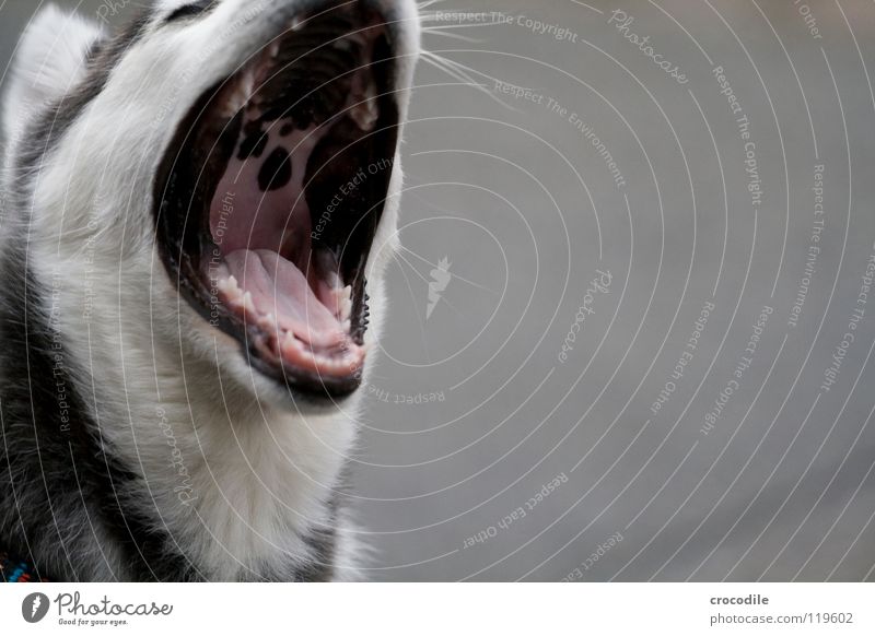 ganz schön fad hier.... Trauer Welpe Fell weich süß niedlich Spielen Schnauze Muster Hund Schlittenhund kinderlieb Freundlichkeit Streicheln gähnen Langeweile